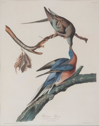 乘客鸽 作者 John James Audubon
